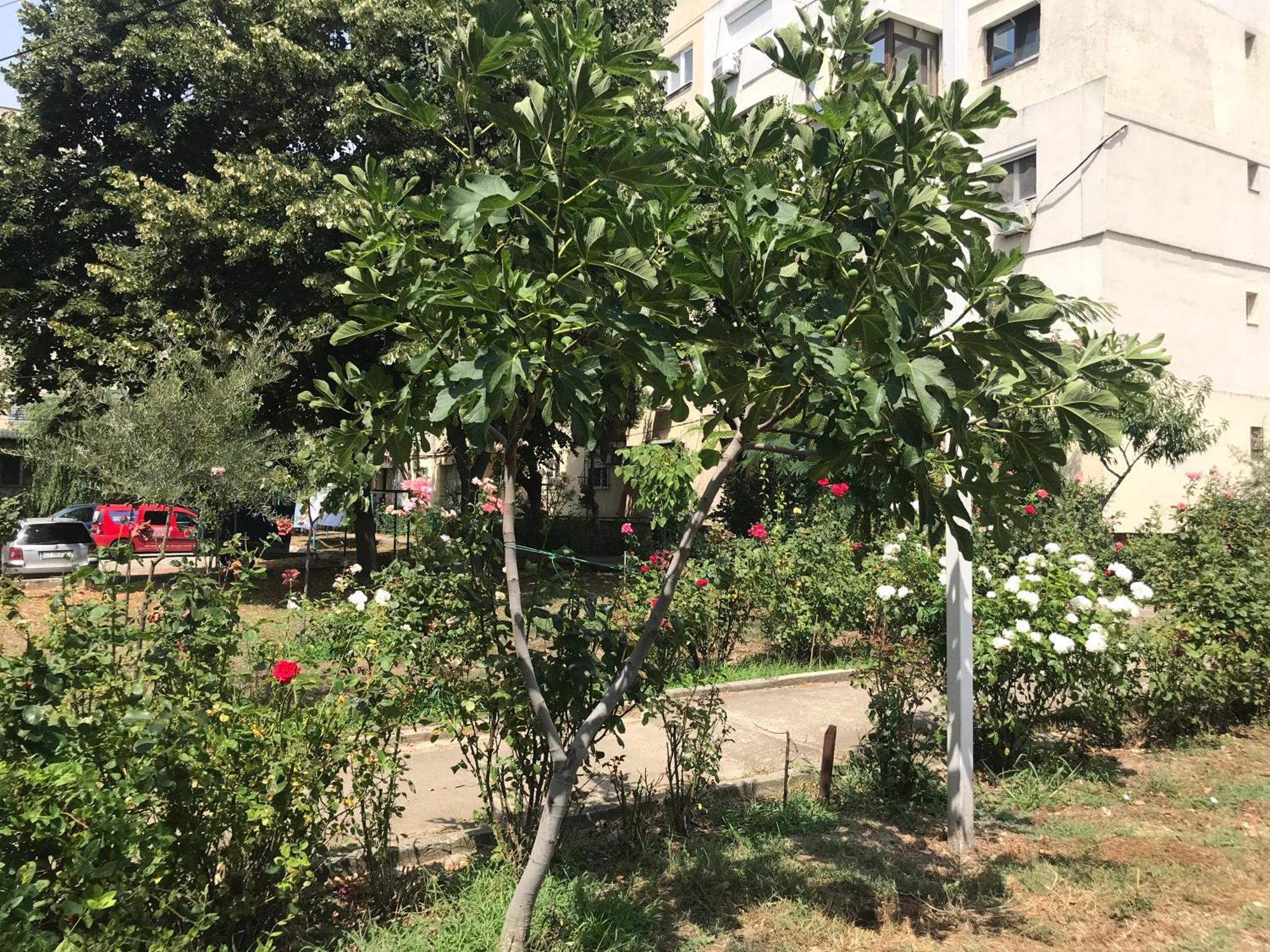 Apartament Langa Plaja Diana Mangalia Luaran gambar